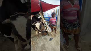 আল্লাহর অপরূপ সৌন্দর্য #cow #shorts