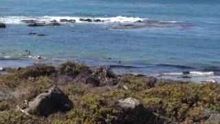 Elephant Seals San Simeon