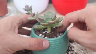 Echeveria Agavoides Saksıya Dikim | Kısa Videolar P2 Müthiş Saksı