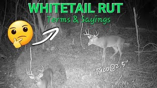 Whitetail Rut Terms and Saying