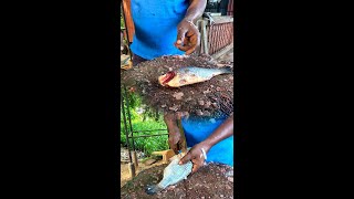 Amazing Fish Cutting Big Tilapia Fish Market! Fastest Tilapia Fish Cutting By Expert Fish Cutter