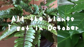 Huge plant haul | All the plants I got in October 2020