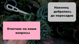 Наконец то добралась до пересадки растений //  Отвечаю на ваши вопросы