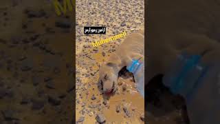 ارحموا من في الأرض يرحمكم من في السماء