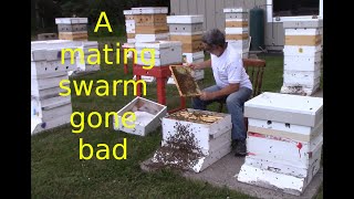 Honey bee mating swarm gone bad