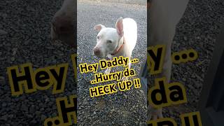 HURRY UP !! 🐶 #doglover #shortvideo #dogshorts #cute #funny #subscribe