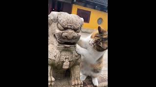 Best Funny Cat Videos Compilation