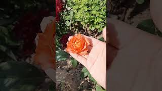 Роза спрей Корал баблс #rose #сад #садоводство #garden #flowers