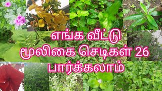 வீட்டில் உள்ள மூலிகை செடிகள் /Herbal Plants In My Garden