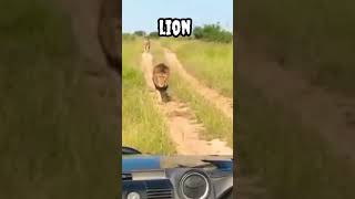 lion #shorts #viral #trending