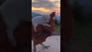 Cute puppies ride chickens!