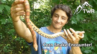 The Corn Snake: Everything You Need To Know! (4K)