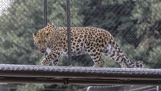 Exploring Zoo in shimla (kufri)