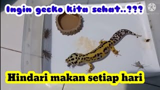 BAHAYA.....GECKO MAKAN TIAP HARI.HATI HATI.....KAWANQ