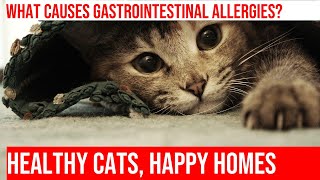 Gastrointestinal Allergies in Cats: Prevention & Treatment