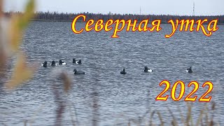 Охота на северную утку 2022