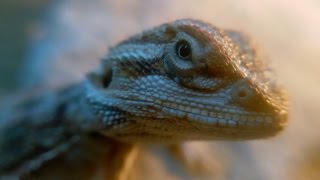 Макро съёмка бородатой агамы /  Macro survey Bearded Dragon