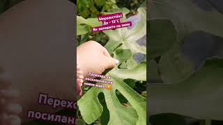 ПІДПИШИСЬ SUBSCRIBE Догляд за інжиром взимку Caring for figs in winter Pielęgnacja fig zimą #shorts