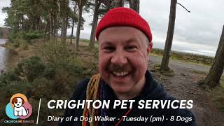 Penalty for chasing Sheep | Diary of a Dog Walker | Highlights | 8 Dogs | #dogs #sheep #farming