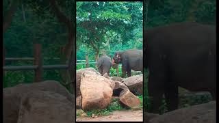 Pinnawala🐘Elephant🐘#විදගන්න එයාලගෙ ලස්සන#pinnawala#subscribe#elephant#srilanka#travel#lanka