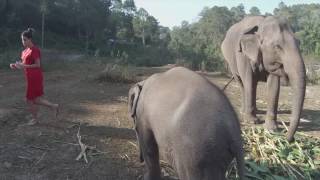 The Bucket Hat Chronicles: Have you hugged an elephant today?