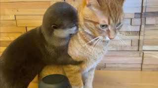 カワウソさくら 留守番中のカワウソと猫を隠し撮りしたらまさかのシーンを目撃！  otter and cat at stay at home was interesting!