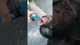 "You've Never Seen a Monkey Drink Like This Before!" #shorts #pets #youtubeshorts #funny #lol