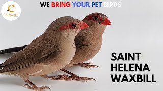 Finches ll Saint Helana Waxbill ll Pet Birds ll Chirpkart ll @coimbatore