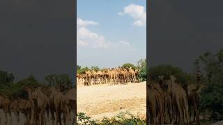 Camels depart #shorts