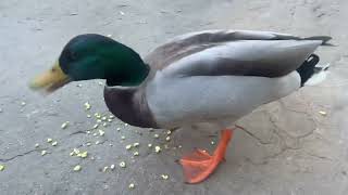 Ducks eating popcorn