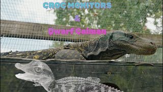 Croc Monitors & Dwarf Caiman Munching Down!