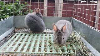 Netherland Dwarf Kits cleaning and eating