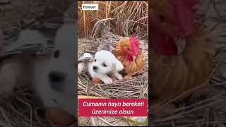 Hayırlı cumalar doslar