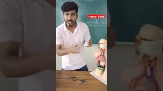 Human body parts #shortsfeed #shortsviralvideos #shortsviral #shorts #शोर्ट्स