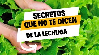 Comer LECHUGA todos los dias cambiara tu vida