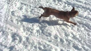 Mar. 12, 2011 - Lola Playing on Tundra