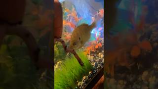 FEEDING MY WILD CAUGHT PET SUNFISH!! (AGGRESSIVE) #fish #pets #fyp #fishing #howto #feedshorts