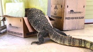 LIZARD ATTACKS A BOX OF RODENTS!  Lizard CHASES Deliveryman!