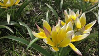 Tarda Tulips | Bulbs in Bloom