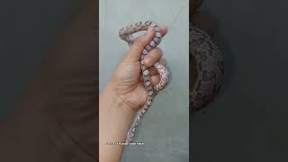 Cornsnake hantu #reptiles #ular #jinak