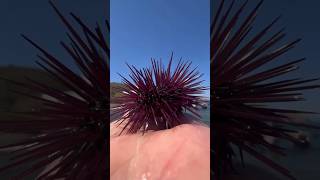 5. Sea Urchin| Beautiful Animals Series #shorts #short #shortsfeed #shortvideo #shortsvideo