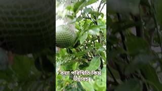 বাংলাদেশের বন্যা পরিস্থিতি ভয়াবহ আকার ধারন করছে।#flood #viralvideo #viralshorts