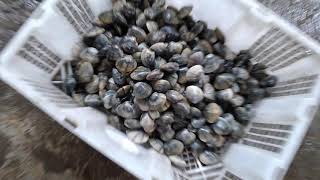 Supplier Kerang Madu Kerang Manis Murah di Cirebon