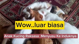 WoW!! Anak Kucing Raksasa Sedang Nyusu.