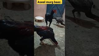 Aseel Patha || #aseelmurgalover #trendingshorts #aseelpatha