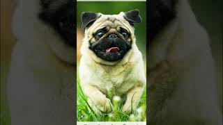 Top 10 pug breed dog images