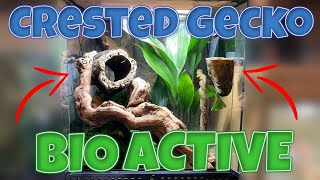 Bioactive Crested Gecko Setup!