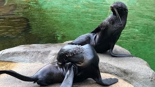 SEALS AT VANCOUVER AQUARIUM - 2018