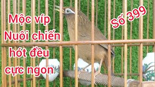 Họa Mi Trống Mộc Víp gột chiến hay hót đều cực ngon... #0374961666 #lyhaichim