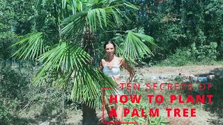 TEN SECRETS OF HOW TO PLANT A PALMA TREE.